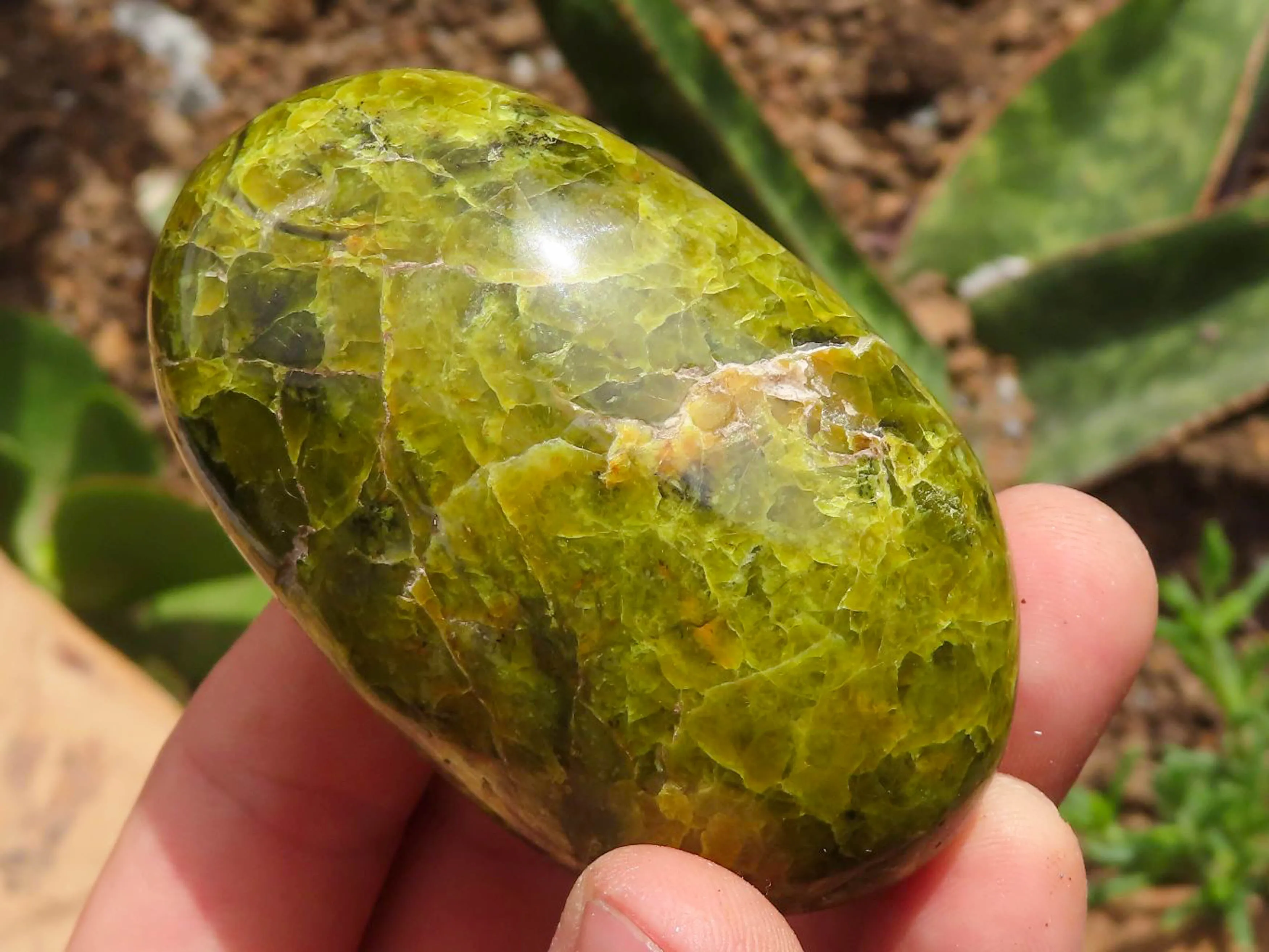 Polished Green Opal Galet / Palm Stones x 12 From Antsirabe, Madagascar