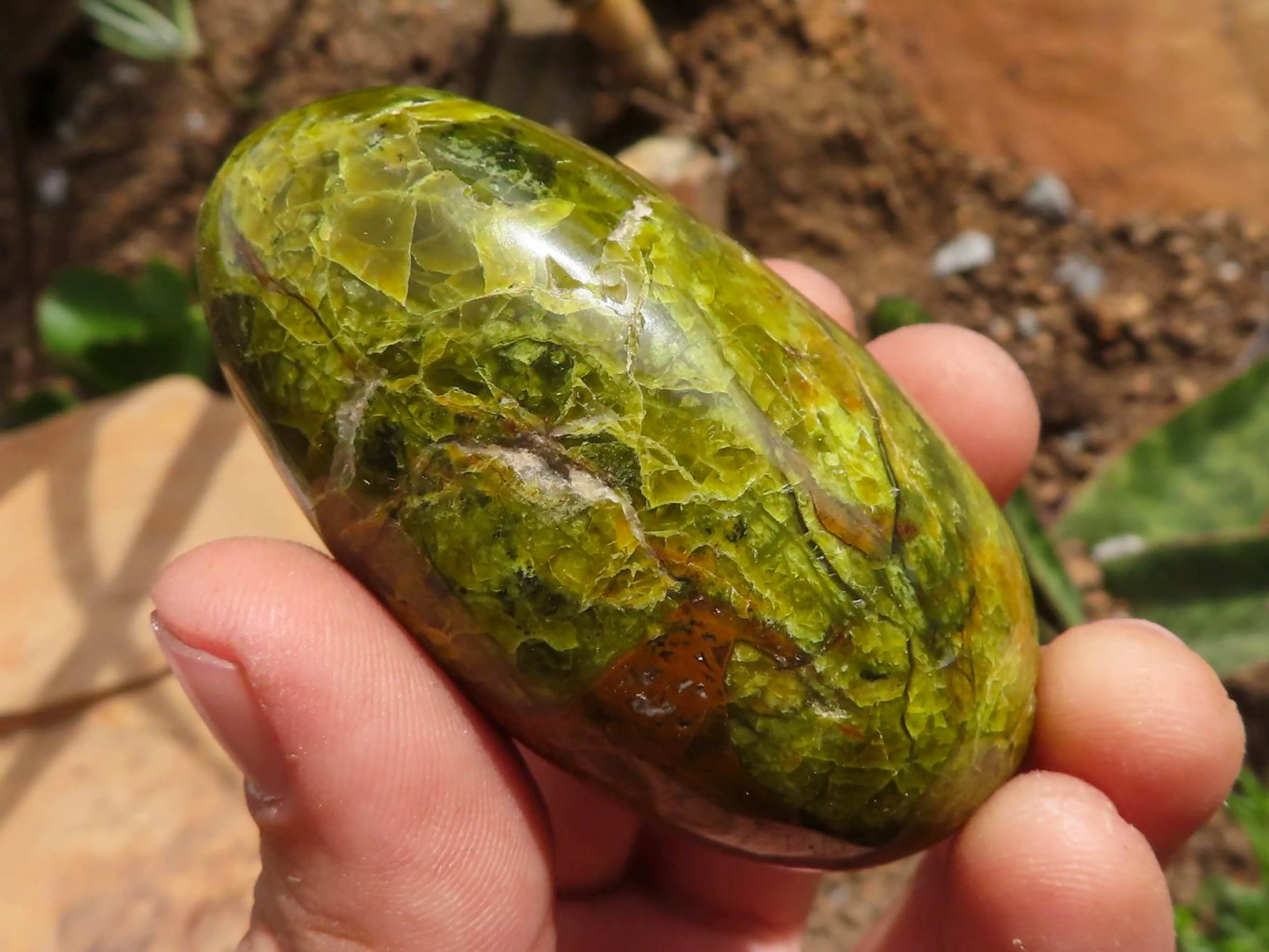 Polished Green Opal Galet / Palm Stones x 12 From Antsirabe, Madagascar