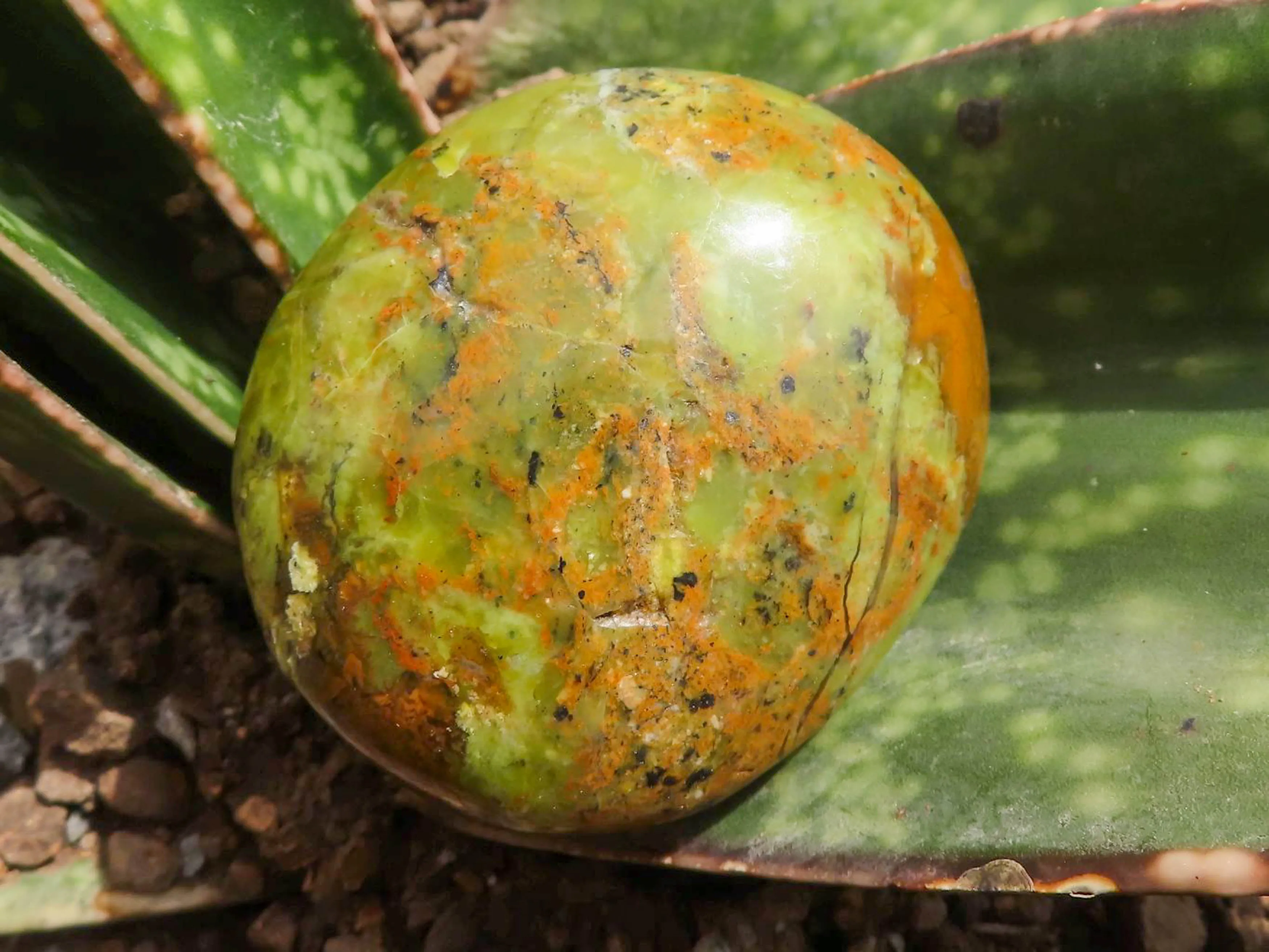 Polished Green Opal Galet / Palm Stones x 12 From Antsirabe, Madagascar